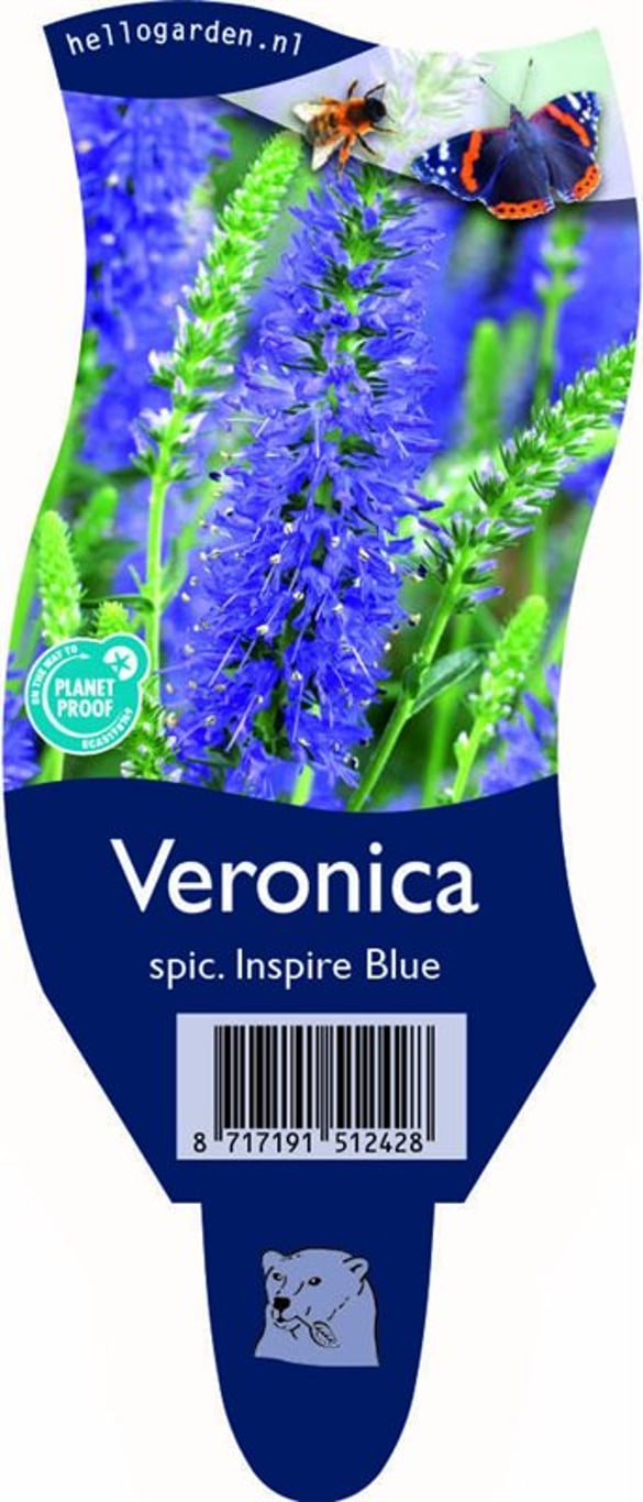 Veronica spic. 'Inspire Blue' - P11